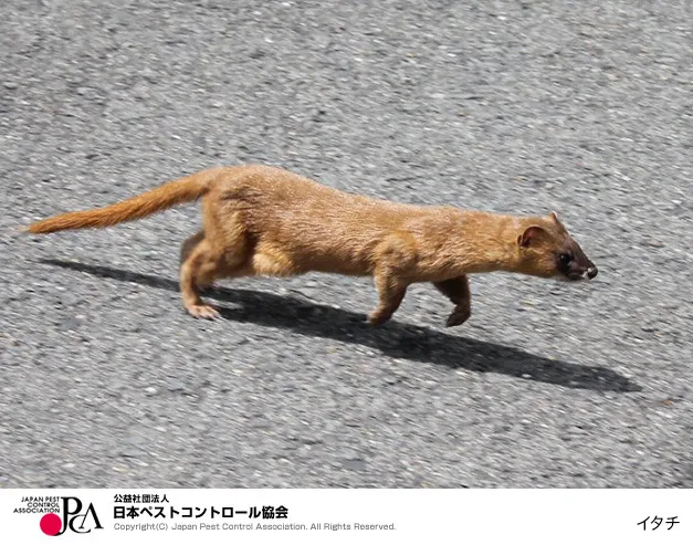 ペストコントロール引用写真_イタチ