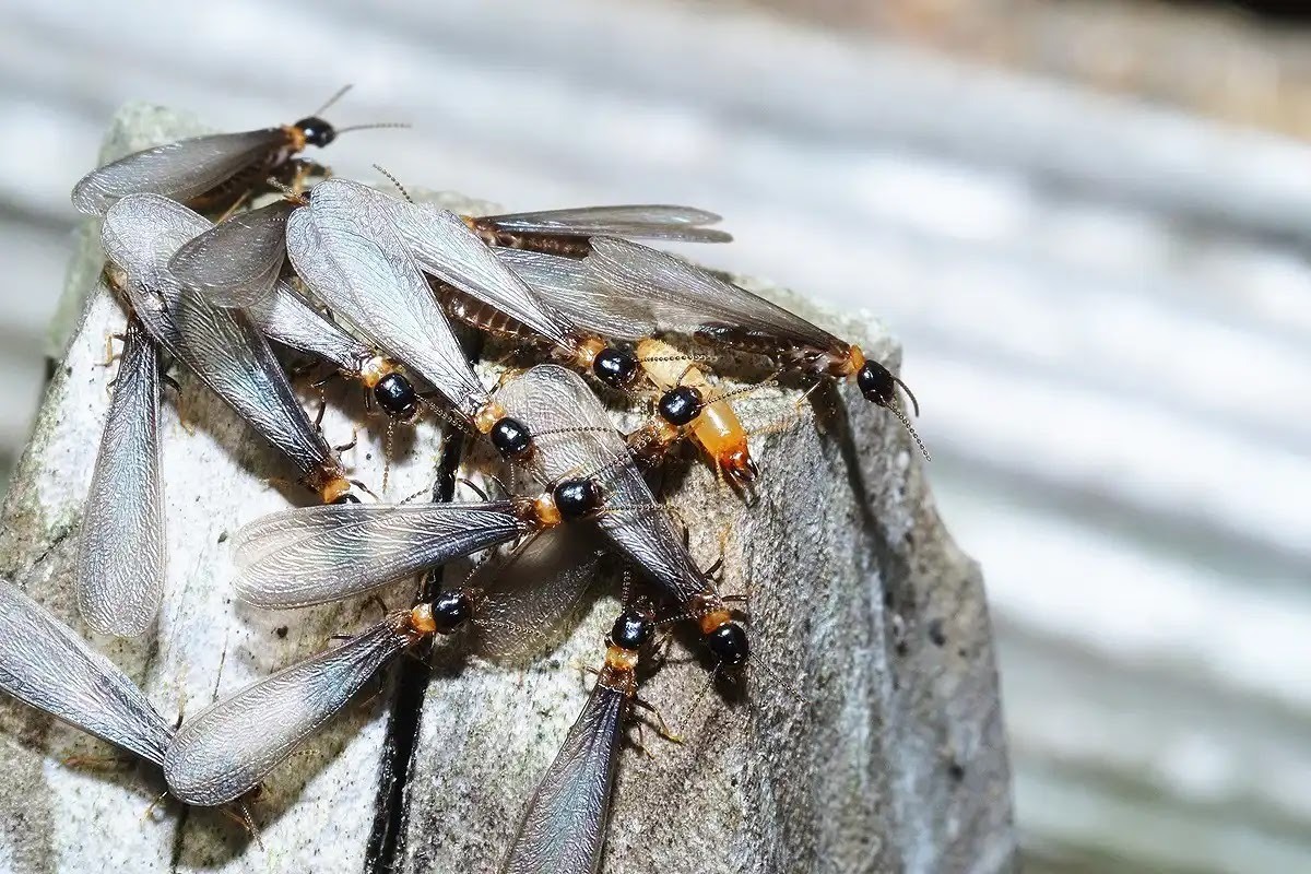 シロアリ駆除の判断になる羽アリ