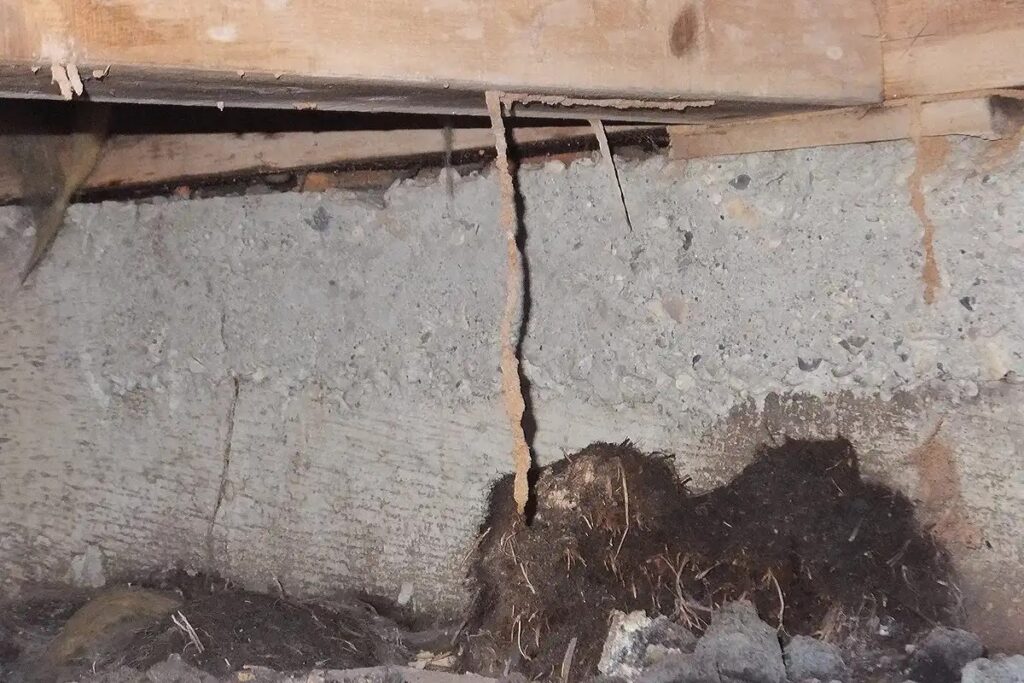 シロアリ駆除を自分でおこなうなら蟻道を探そう