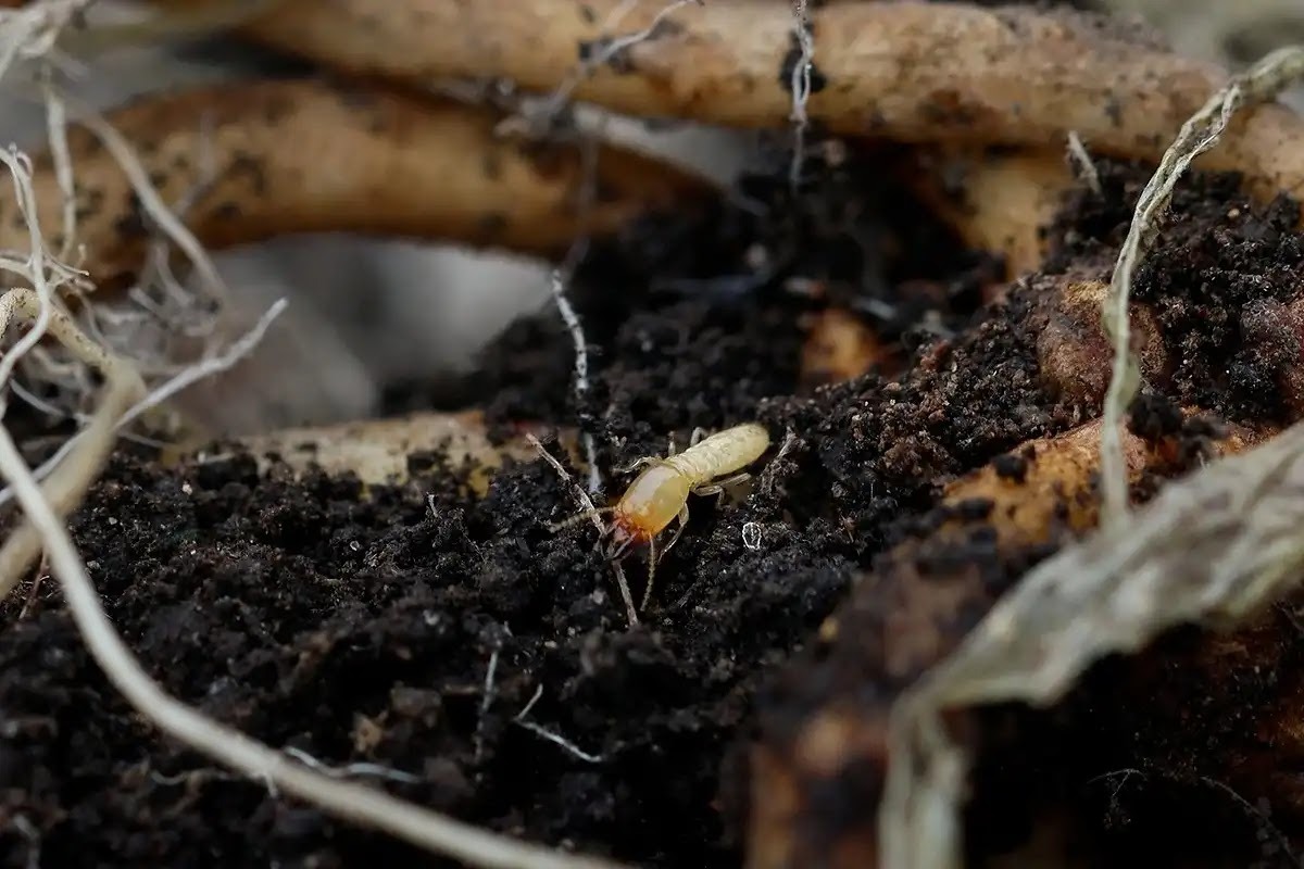 シロアリの生態を解説