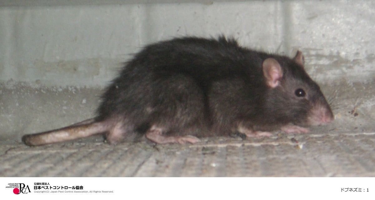 引用 公益社団法人日本ペストコントロール協会 ドブネズミ