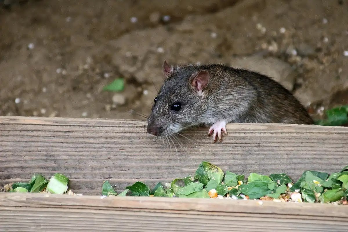 ネズミ駆除は種類で変えよう
