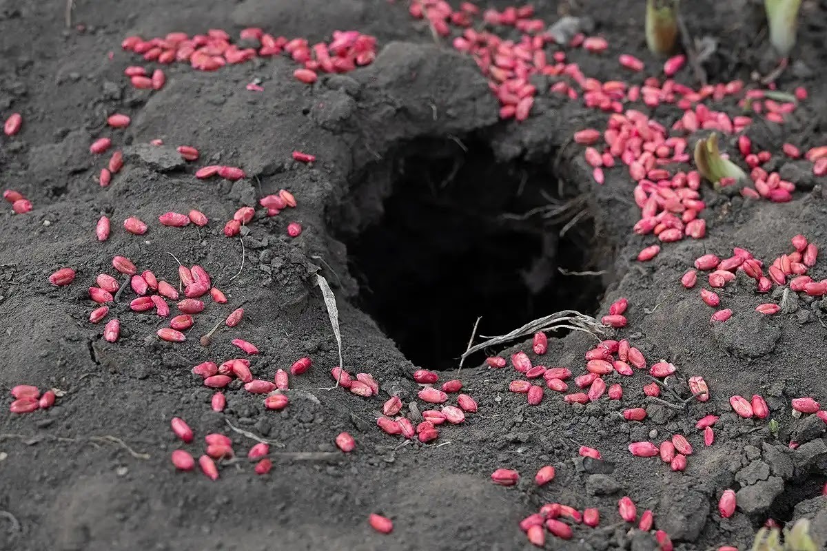 ネズミ駆除で使用する殺鼠剤