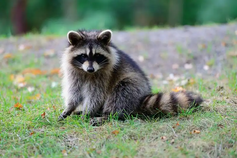 害獣対策が必要な動物1、アライグマ