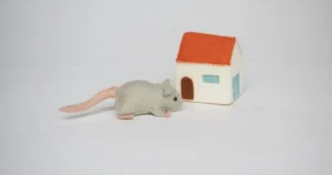 クマネズミを駆除するには?予防方法や与える害を紹介