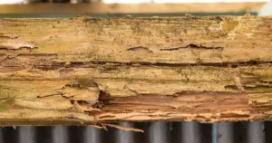 ヤマトシロアリとは?特徴や駆除する方法、注意点を紹介