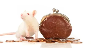 ネズミ駆除の費用相場は？費用を抑えるコツや自力で駆除する場合の料金を紹介