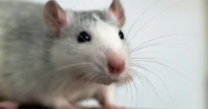 ネズミの種類と特徴、対策を紹介