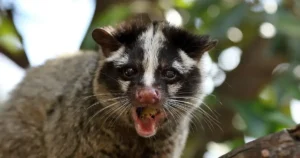 ハクビシンとは?被害を防ぐ対策を紹介