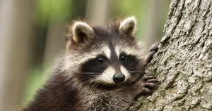 アライグマのフンの特徴や見分け方とは？被害の例や適切な処理方法を徹底解説