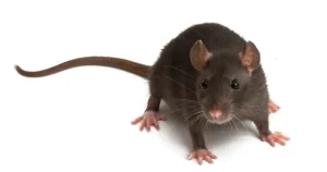 ネズミの生態、被害や対策を解説