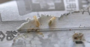 シロアリを駆除する方法は?被害の例も紹介