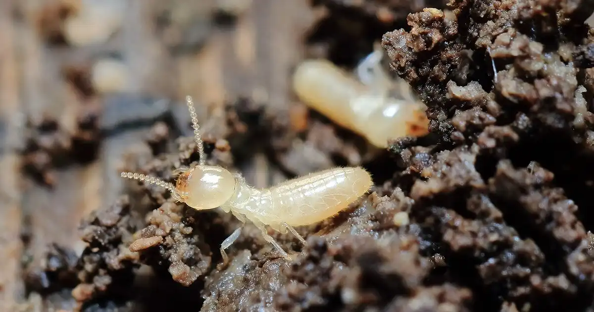 シロアリとは？生態や見分け方、対処法を紹介