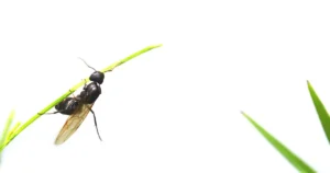 羽アリとは?見分け方や発生した場合の対処法を紹介