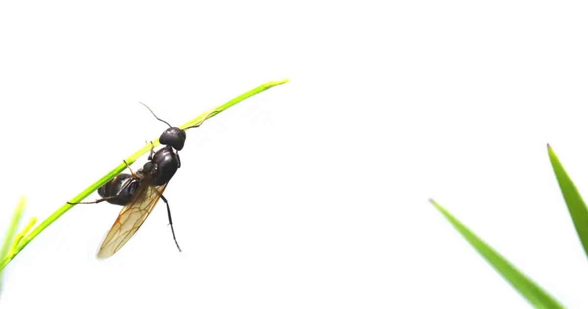 羽アリとは？見分け方や発生した場合の対処法を紹介