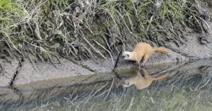 MV_イタチとは?もたらす害や対策を紹介