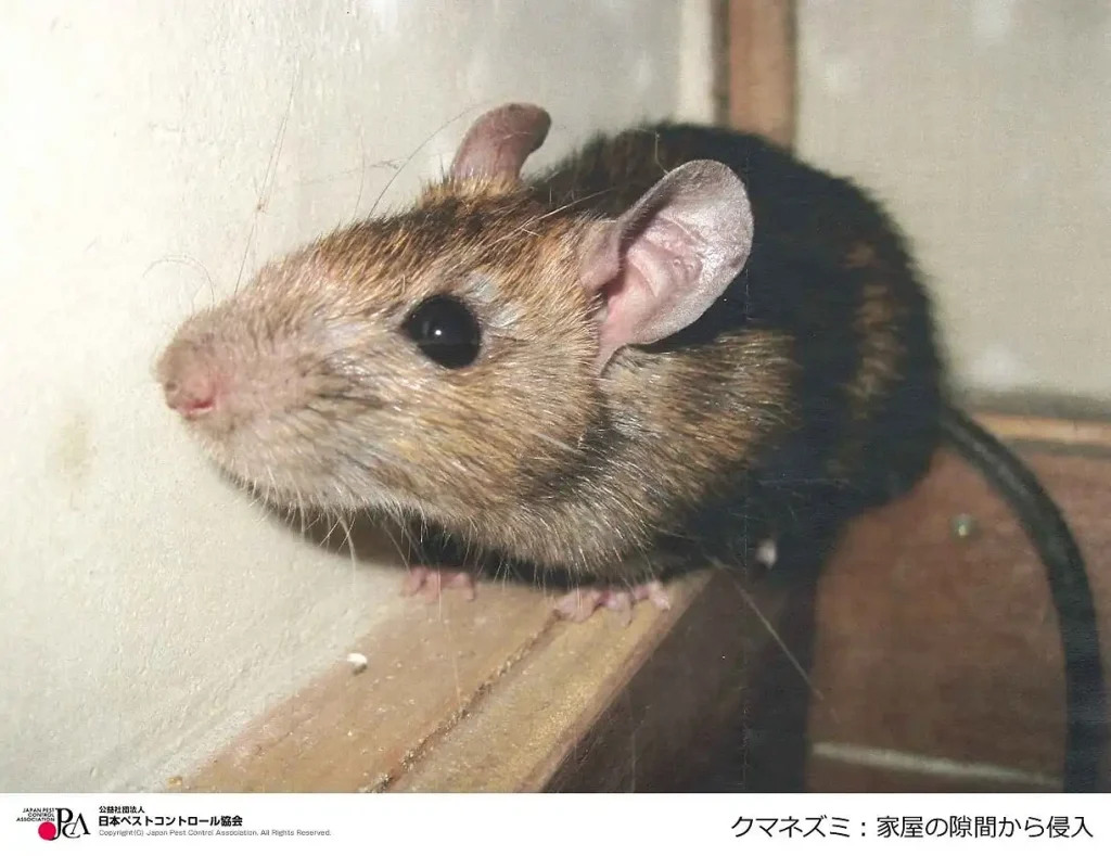 ペストコントール引用_クマネズミ