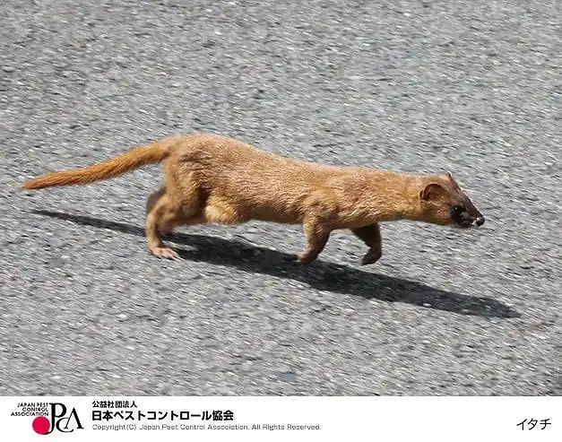 ペストコントロール引用写真_イタチ