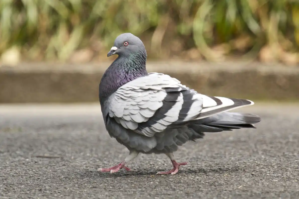 鳩の種類カワラバト