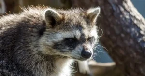 アライグマとは?見つけた時の対応やよくある被害を紹介