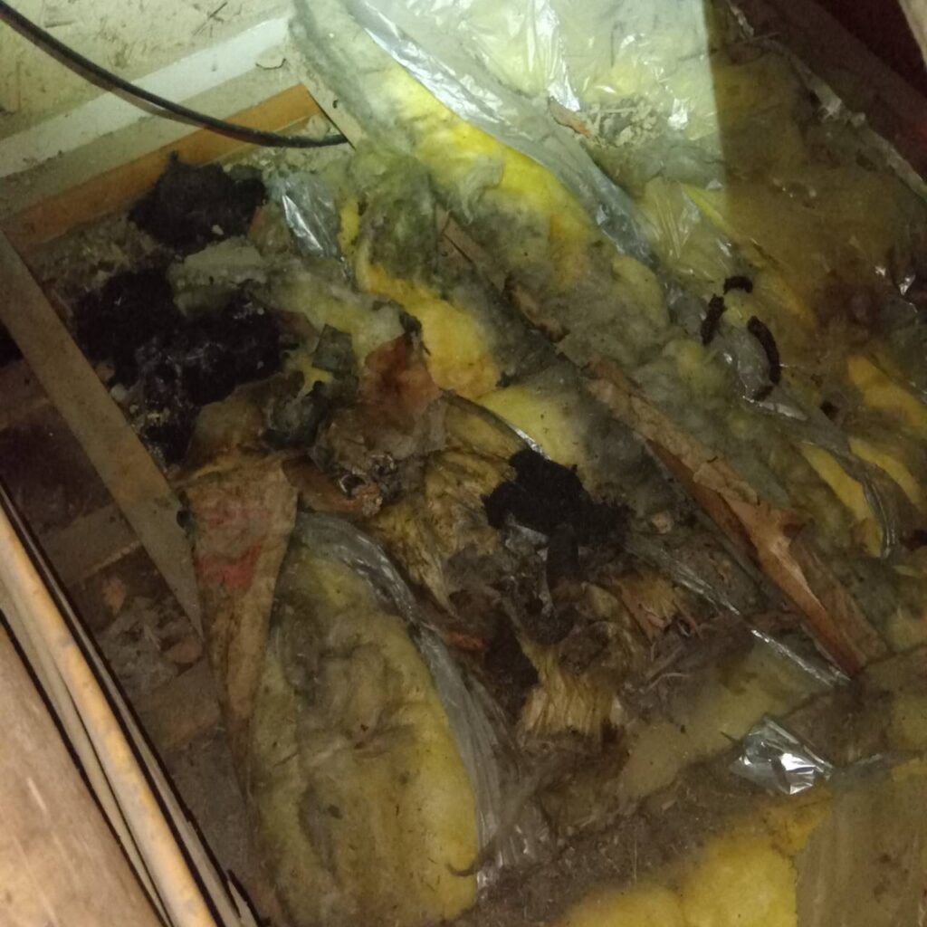 アズサポート撮影＿アライグマのフン