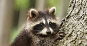 アライグマのフンの特徴や見分け方とは？被害の例や適切な処理方法を徹底解説