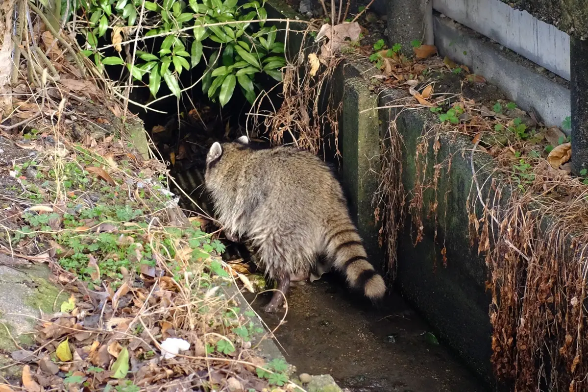 アライグマのフンの処理は業者に相談しよう