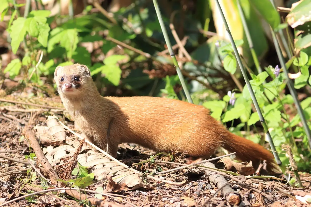 アライグマのフンと似たフンをする動物、イタチ