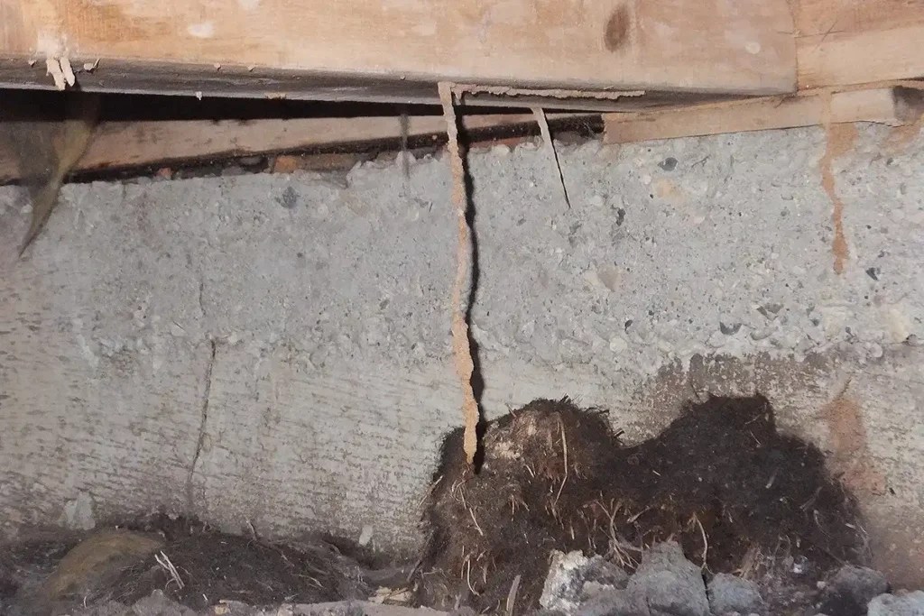 シロアリ駆除を自分でおこなうなら蟻道を探そう