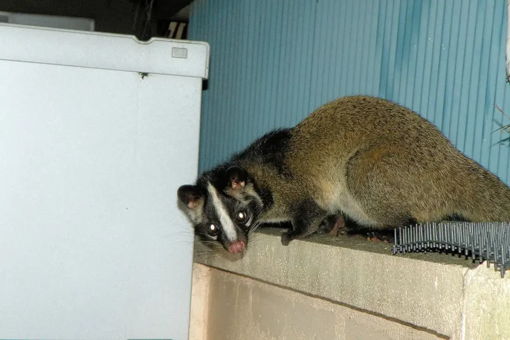 アライグマのフンと似たフンをする動物、ハクビシン