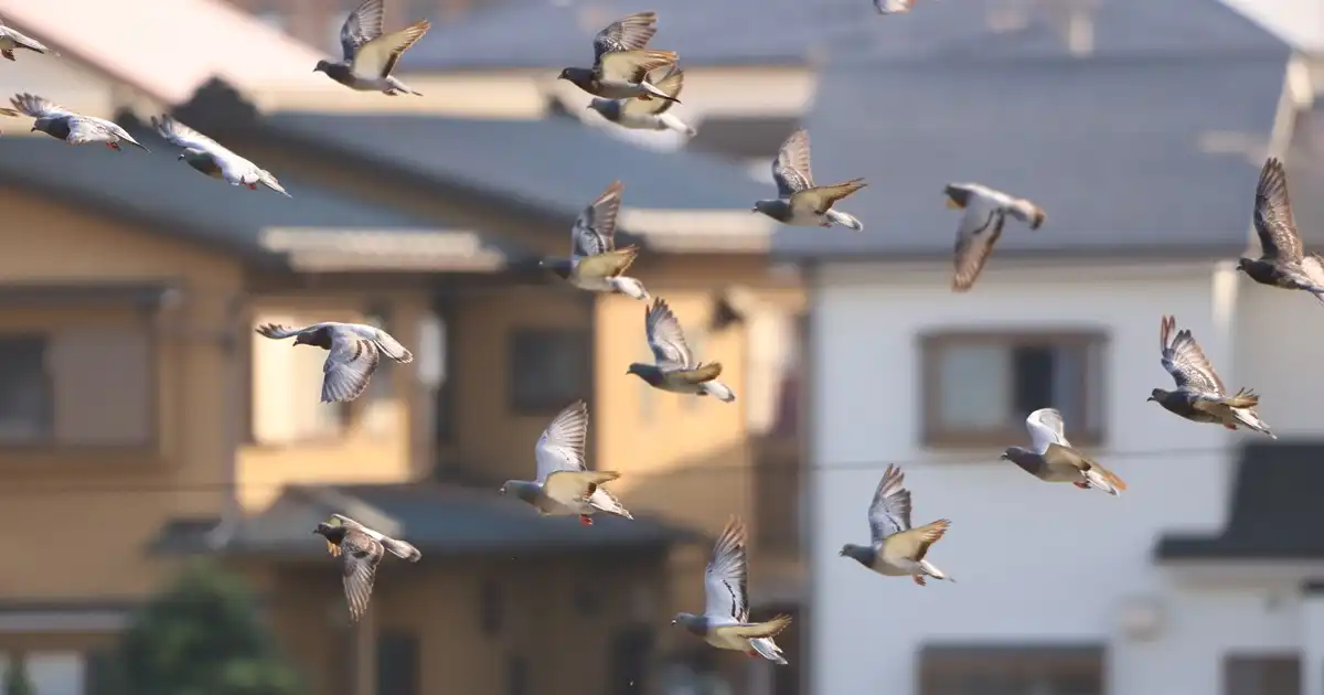 鳩の種類別の特徴を紹介！被害への対策も