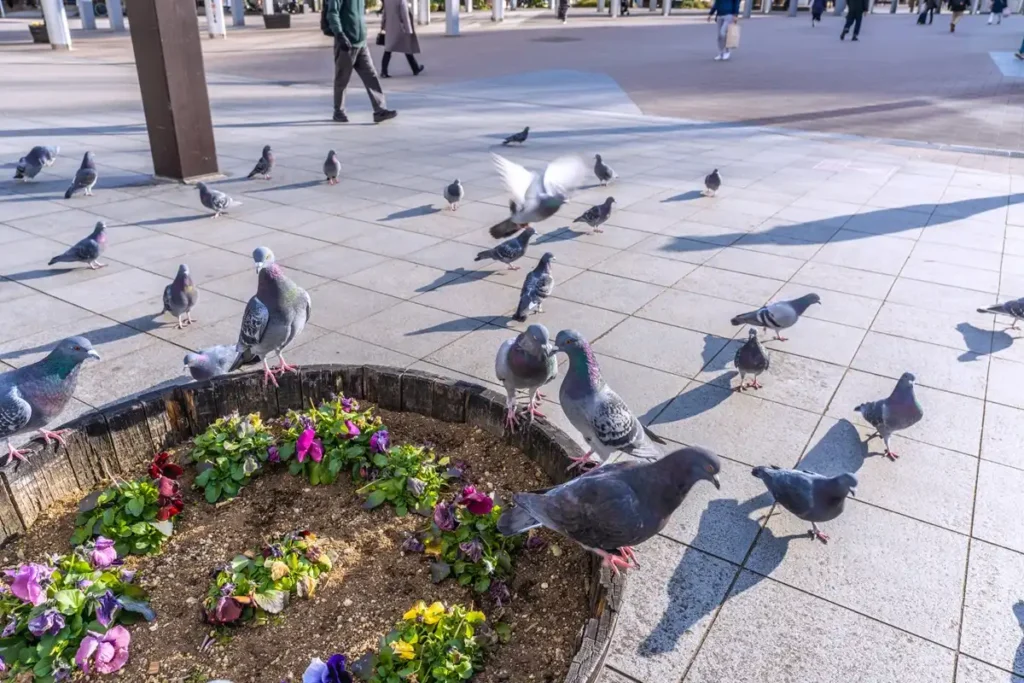 鳩は繁殖力が強い