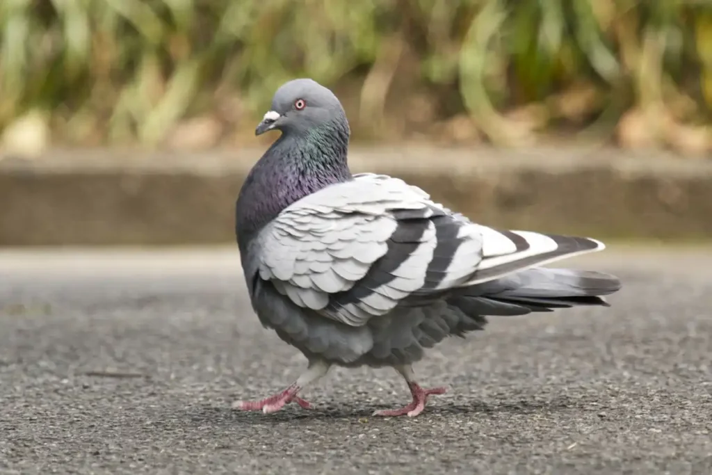 鳩の種類カワラバト