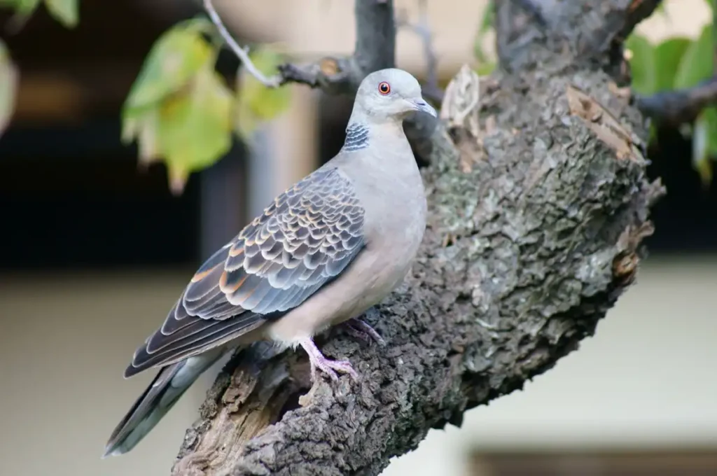 鳩の種類キジバト