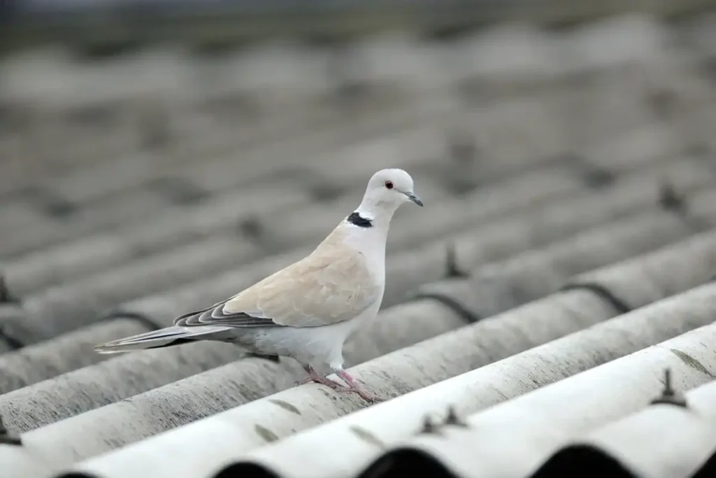 鳩の種類シラコバト