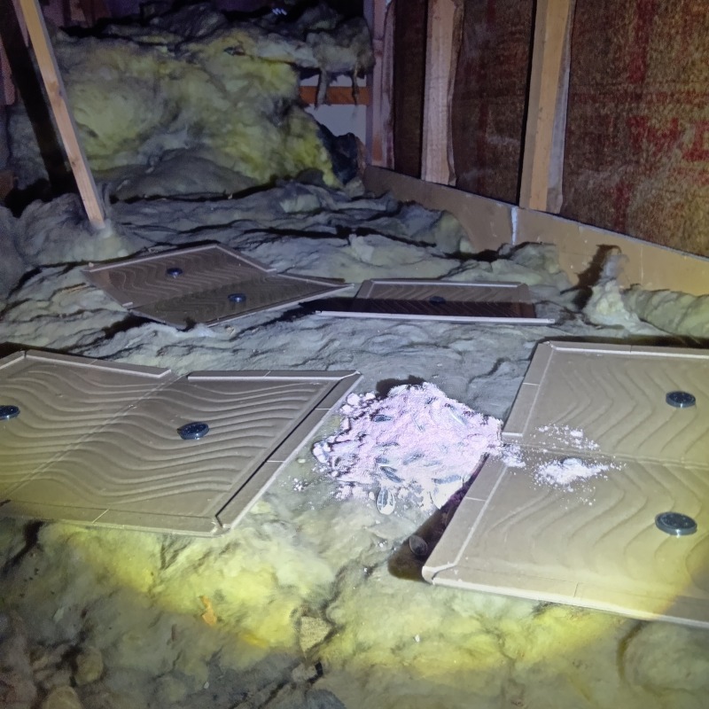 殺鼠剤と粘着シートを設置した様子