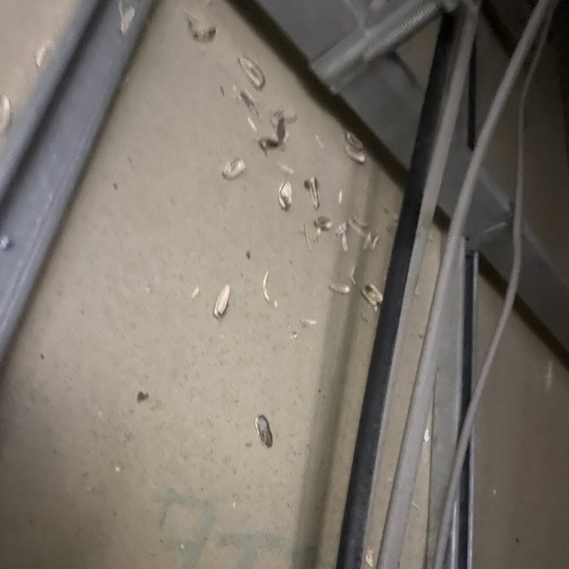 ネズミ駆除の施工事例（山梨県南都留郡山中湖村平野）