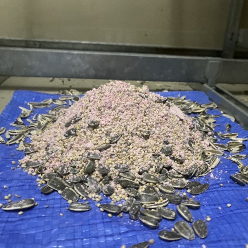 殺鼠剤を設置した様子