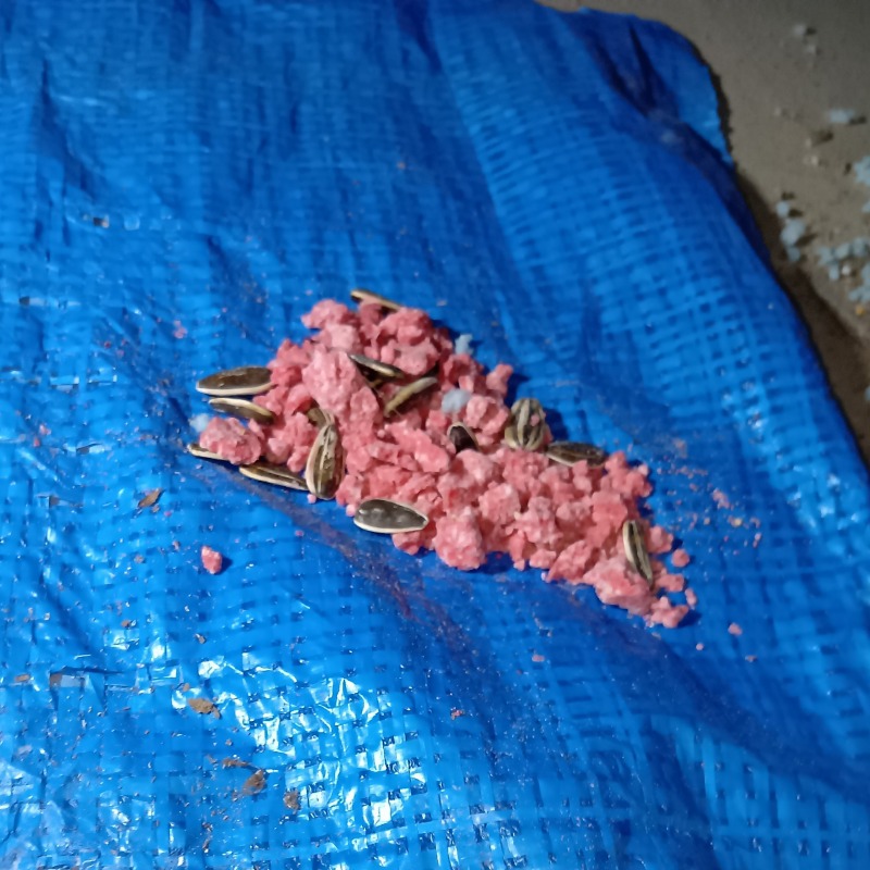 殺鼠剤を設置した様子