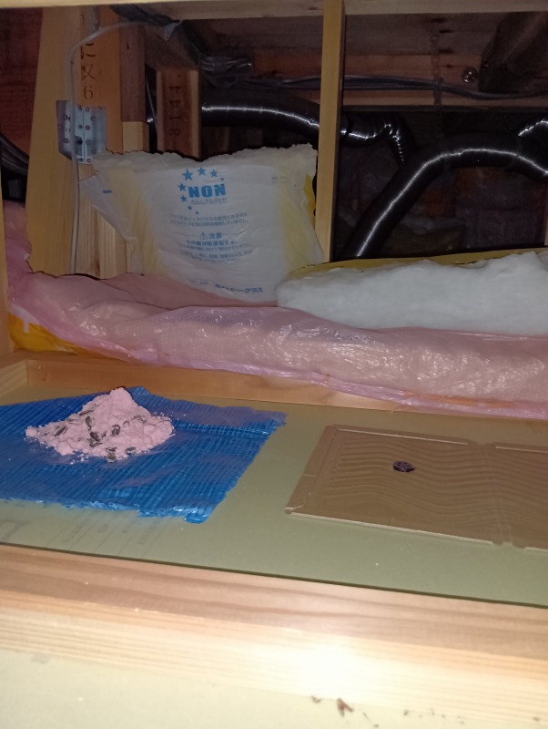 殺鼠剤と粘着シートを設置した様子