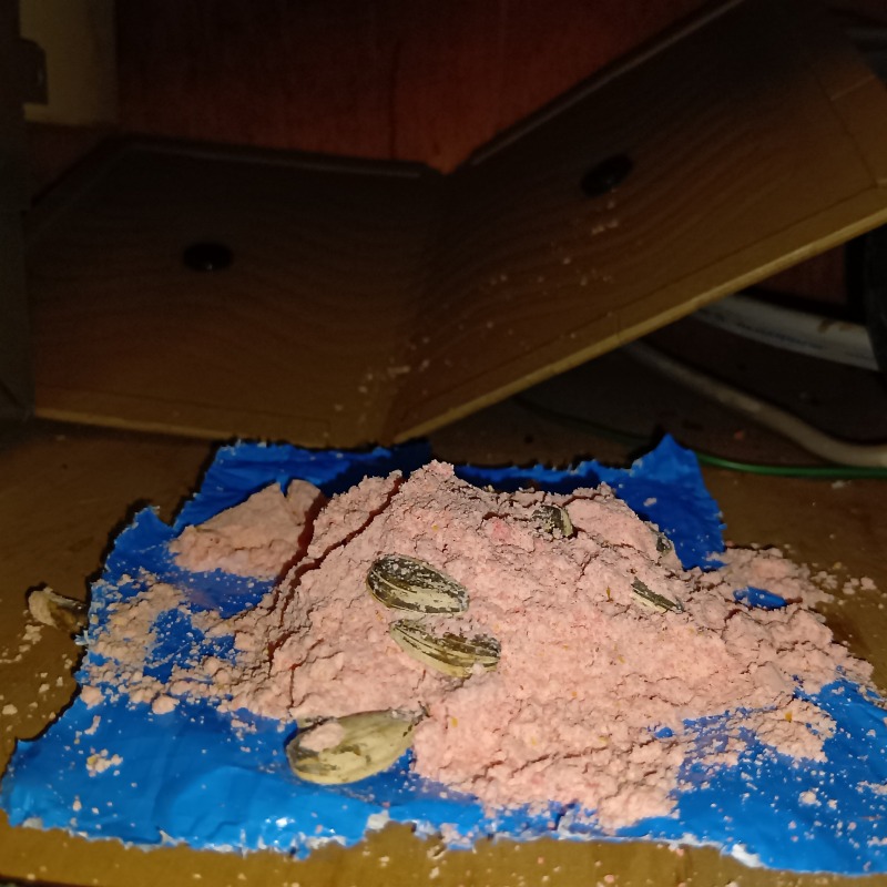 殺鼠剤を設置した様子