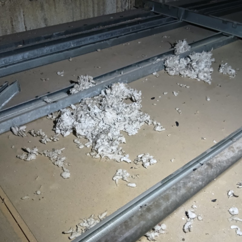 ネズミ駆除の施工事例（石川県輪島市）