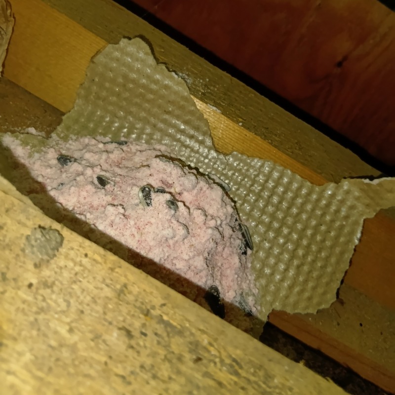 殺鼠剤を設置した様子