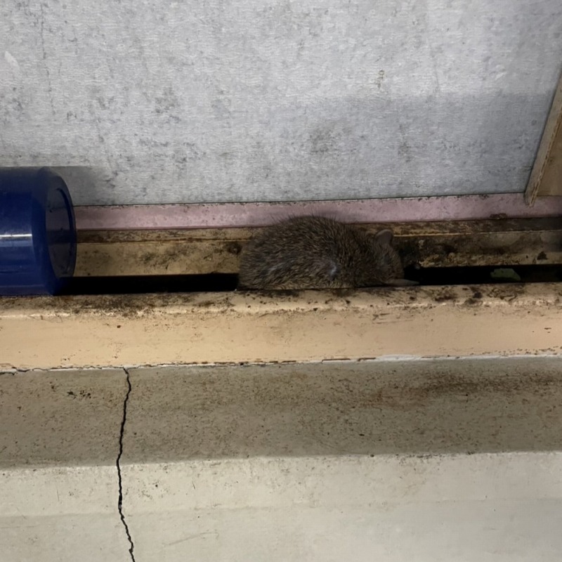 ネズミ駆除の施工事例（滋賀県甲賀市）