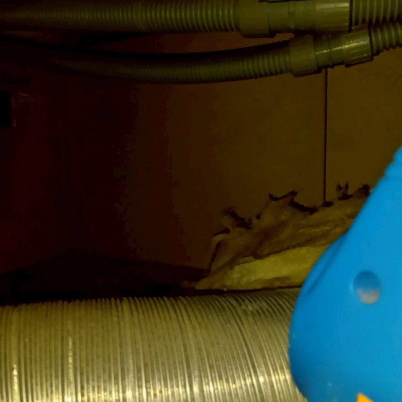 屋根裏に除菌・消臭剤を散布