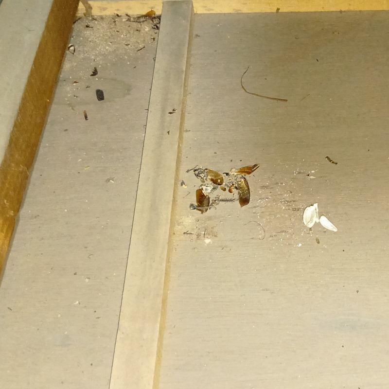 ネズミ駆除の施工事例（宮崎県都城市安久町）