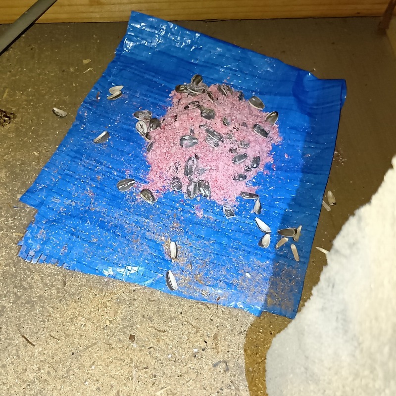 殺鼠剤を設置した様子