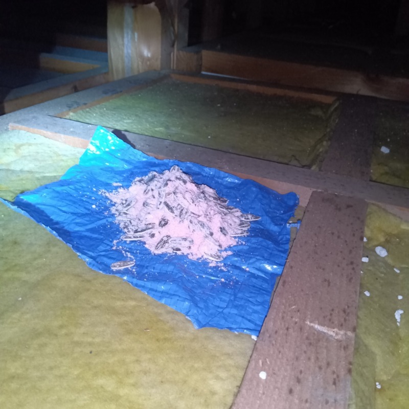 殺鼠剤を設置した様子