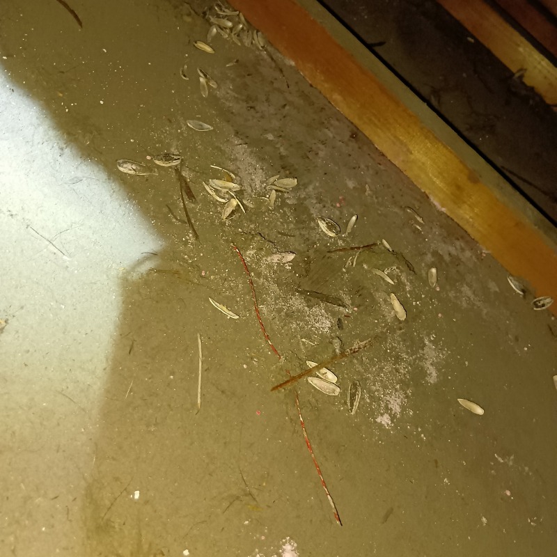 ネズミ駆除の施工事例（千葉県松戸市幸谷）