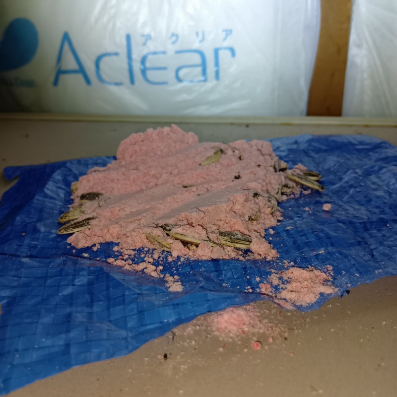 殺鼠剤を設置した様子